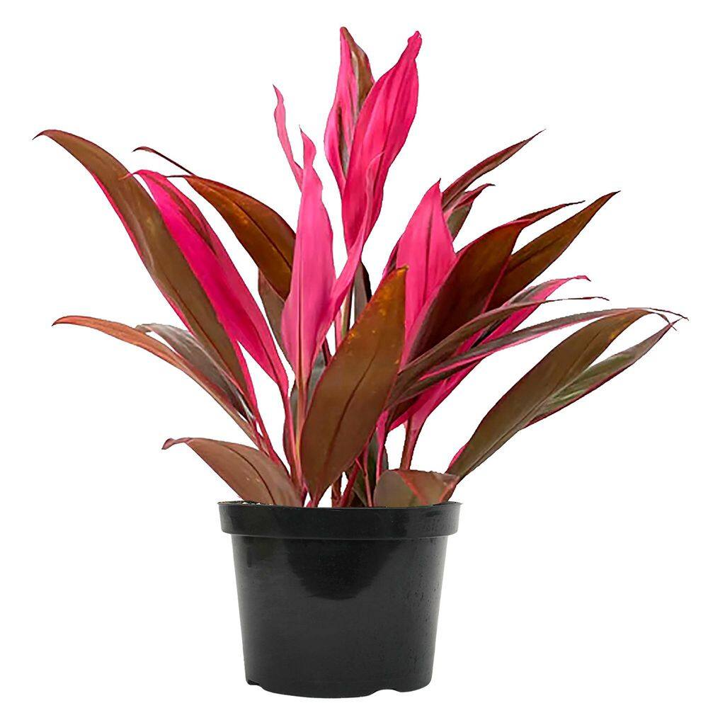 Cordyline Fruticosa Red Sister Ti Plant in Black Grower Pot
