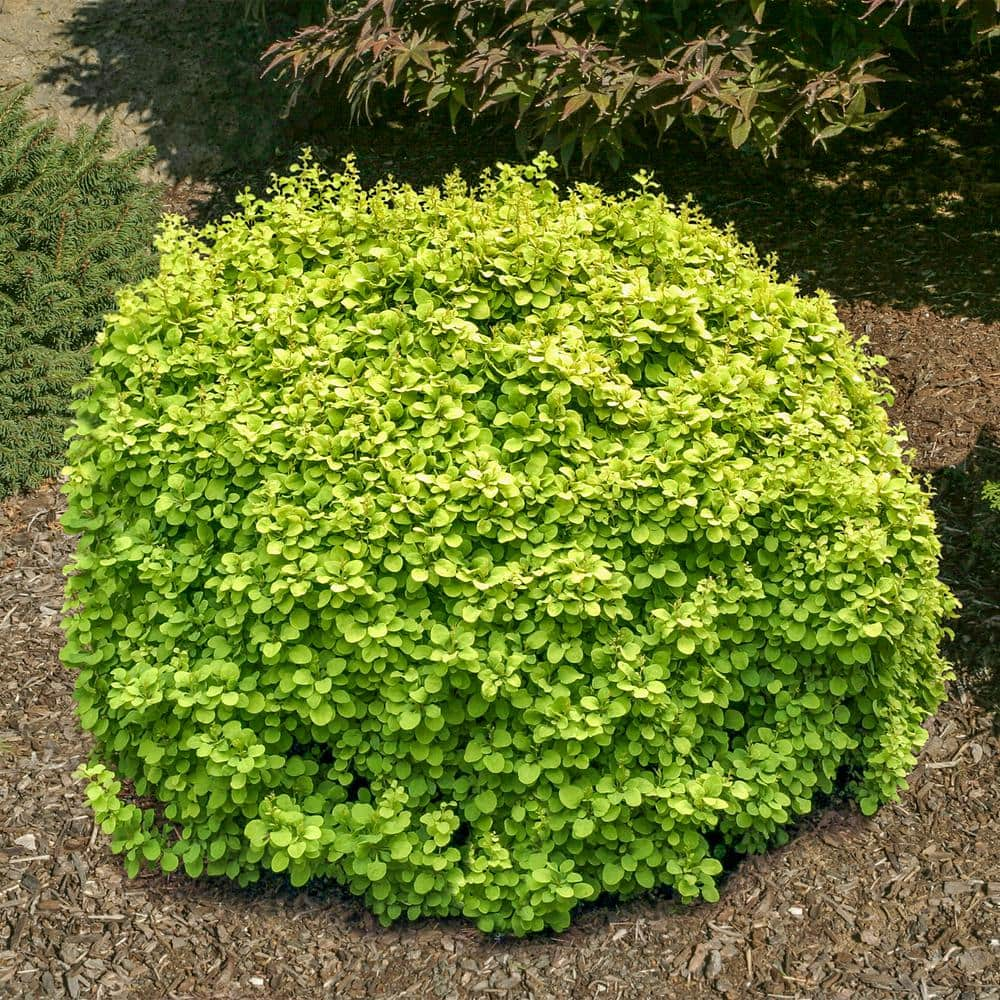 Spring Hill Nurseries 2.25 Gal. Pot Golden Devine Barberry (Berberis ...