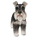 weber teacup schnauzer