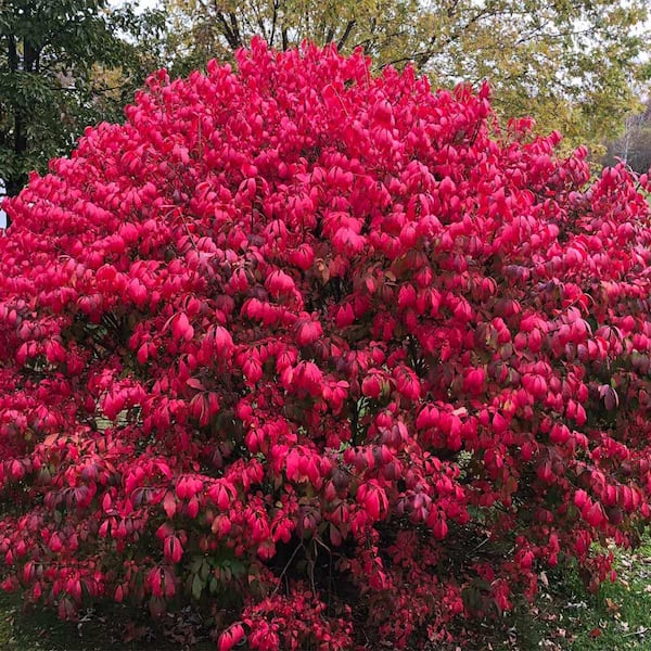 Brighter Blooms 2 Gal. Burning Bush Shrub