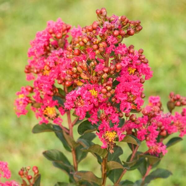 Spring Hill Nurseries Northern Belle Hot Pink Crape Myrtle Lagerstroemia Live Bare Root Plant with Pink Flowers (1-Pack)