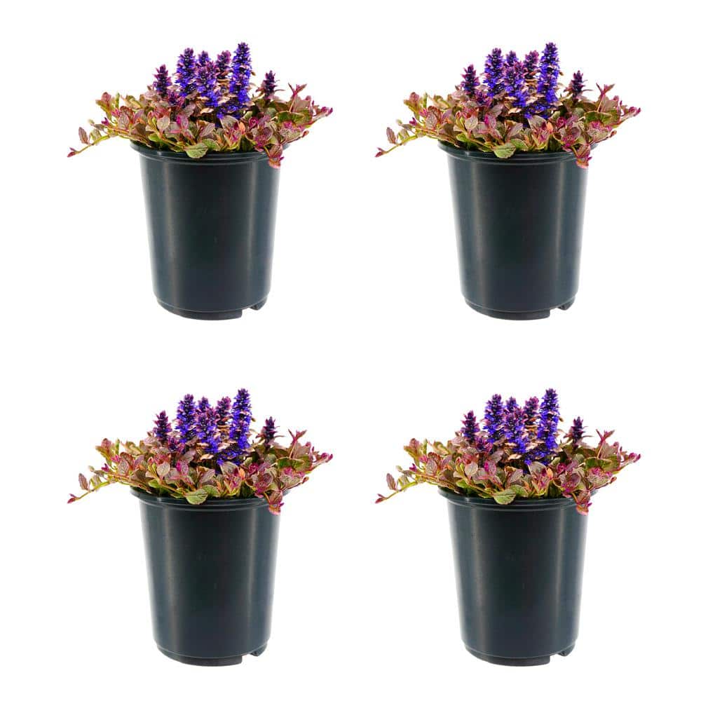 Perennial Ajuga reptans Black Scallop 2.5 qt. - 4-Pack