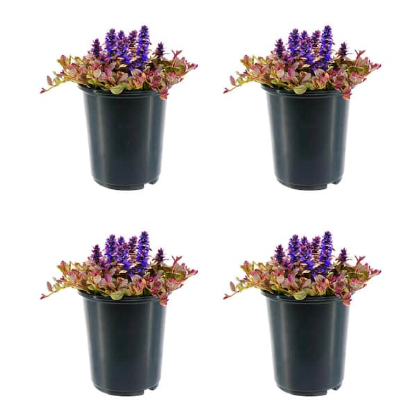 Unbranded Perennial Ajuga reptans Black Scallop 2.5 qt. - 4-Pack