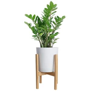 10 in. ZZ Plant in White Cylinder Pot and Stand