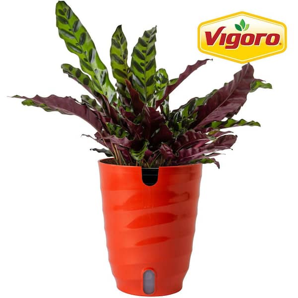 PPC INTERNATIONAL LLC Vittata Calathea Plant in 4 in. Grower Pot  4_CALATHEA_VITTATA - The Home Depot