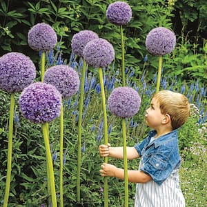 Gladiator Allium Bulbs (1-Pack)