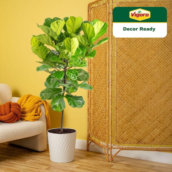 Vigoro Ficus Lyrata Fiddle Leaf Fig Indoor Plant in 12 in. Decor Pot,  Average Shipping Height 54-72 in. Tall XL-FLF-S-SAH-01 - The Home Depot