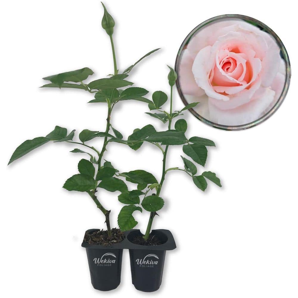 Brides Dream Rose Bush - 2 Live Starter Plants in 2 in. Pots - Beautifully Fragrant Hybrid Tea Rose from Florida price history on PriceWatchPro
