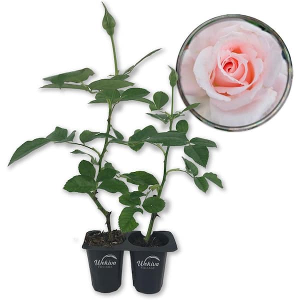 Wekiva Foliage Brides Dream Rose Bush - 2 Live Starter Plants in 2 in. Pots - Beautifully Fragrant Hybrid Tea Rose from Florida