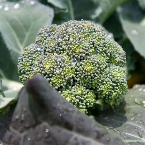 Bonnie Plants - 1.19 qt. Lieutenant Broccoli Plant (6-Pack)