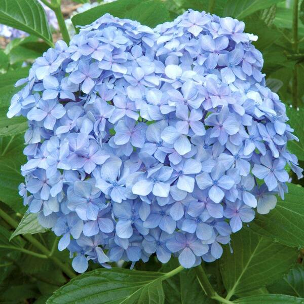 Southern Living Plant Collection 3 Gal Big Daddy Hydrangea Macrophylla Live Deciduous Shrub Pink Or Blue Mophead Blooms 25413 The Home Depot