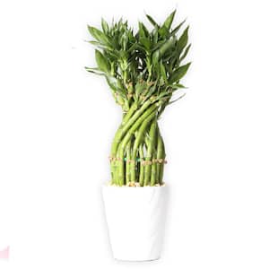 Large Lucky Bamboo Asst Plant in Deco Pot