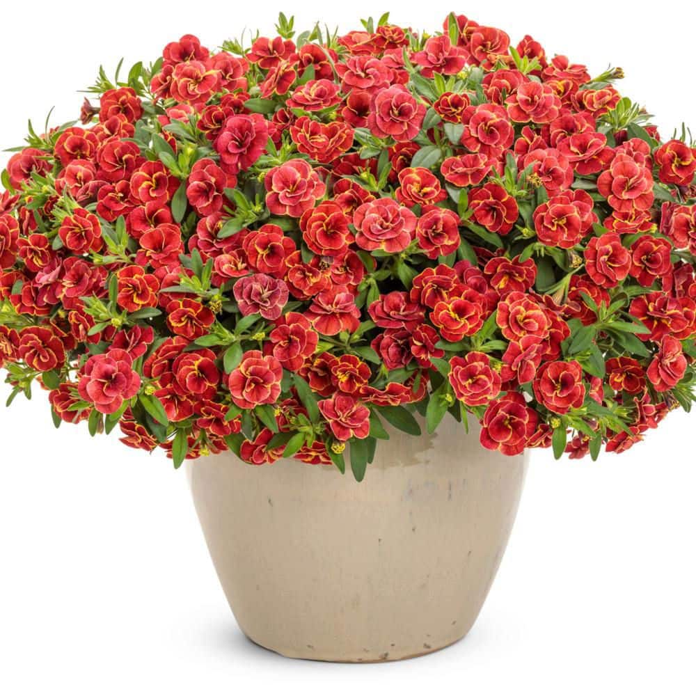 proven-winners-annual-flowers-