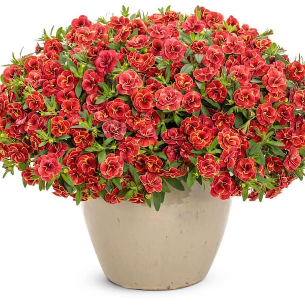 Proven Winners 4.25 in. Eco+ Grande Superbells Double Redstone (Calibrachoa hybrid) Live Annual Plant with Red Flowers 4-Pack