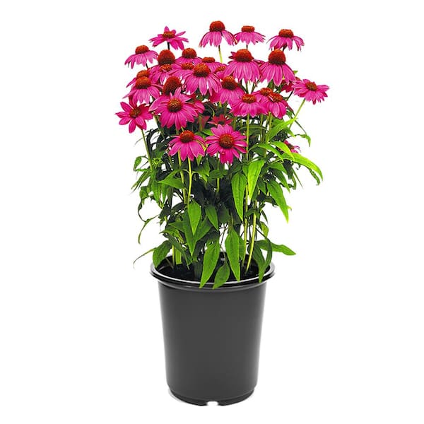 Unbranded Perennial Echinacea Pow Wow Wildberry 2.5 qt.