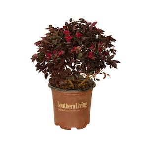 2 Gal. Purple Daydream Dwarf Loropetalum, Evergreen Shrub with Purple Foliage, Pink Ribbon Blooms