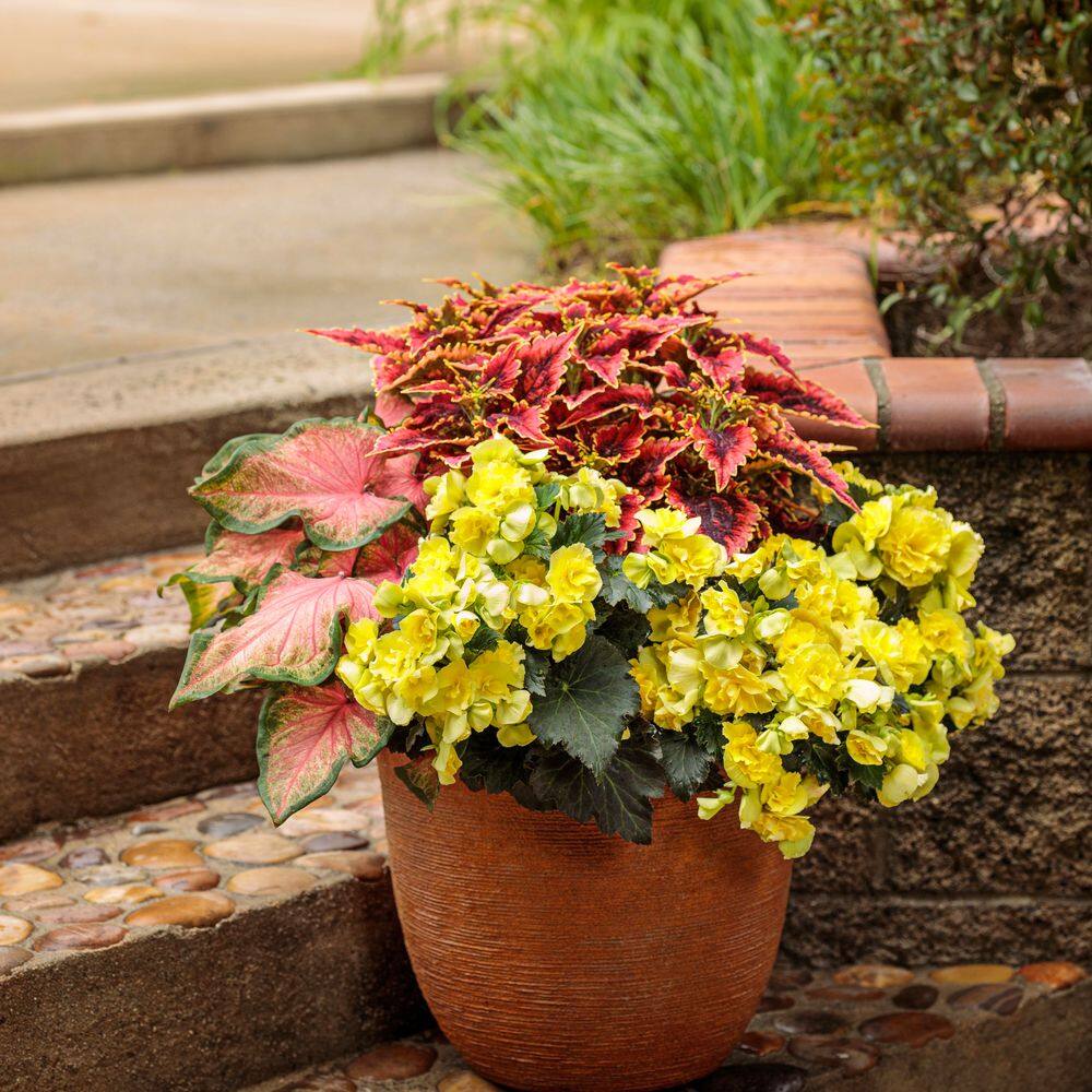 4-Pack Yellow Solenia Rieger Begonia in Eco+ Grande Pots