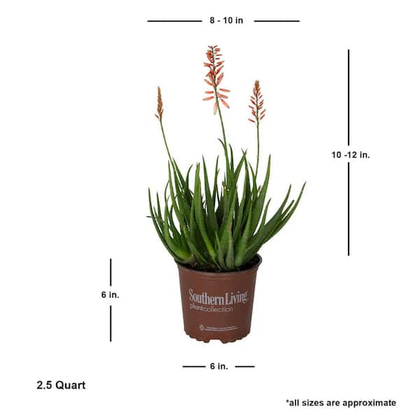 Safari Rose Aloe