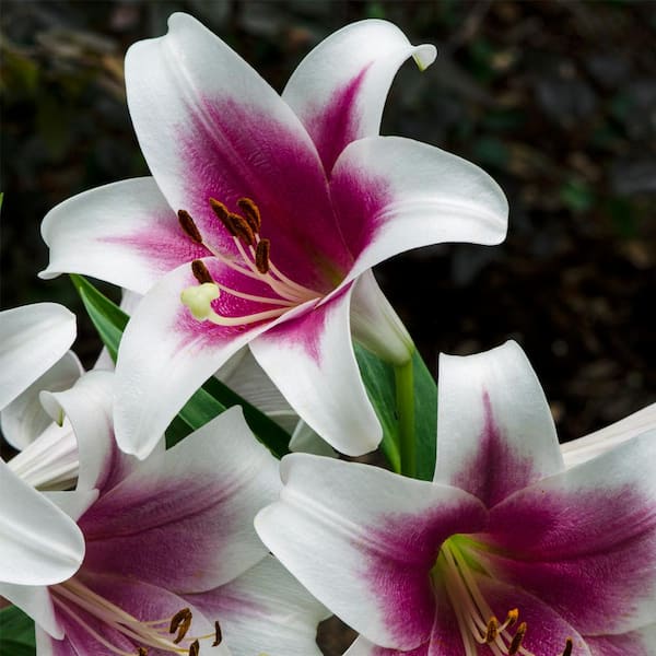 VAN ZYVERDEN Lilies Friso (Set of 7 Bulbs)