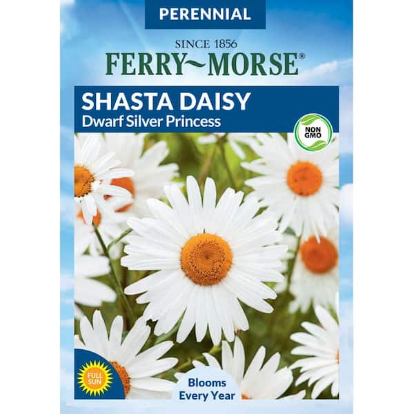 Ferry-Morse Shasta Daisy Dwarf Silver Princess Flower Seed
