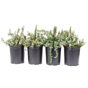 #1 Container Creeping Rosemary Plants (4-Pack)