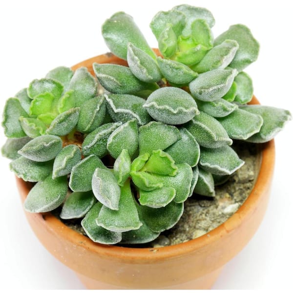 Wekiva Foliage Crinkle Leaf Plant-4 Live Starter Plants in 2 Inch Growers Pots-Adromischus Cristatus-Compact Easy Care Succulent