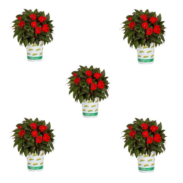 Vigoro 1.5 Pt. New Guinea Impatiens Harmony Red Cardinal Annual Plant (5-Pack)