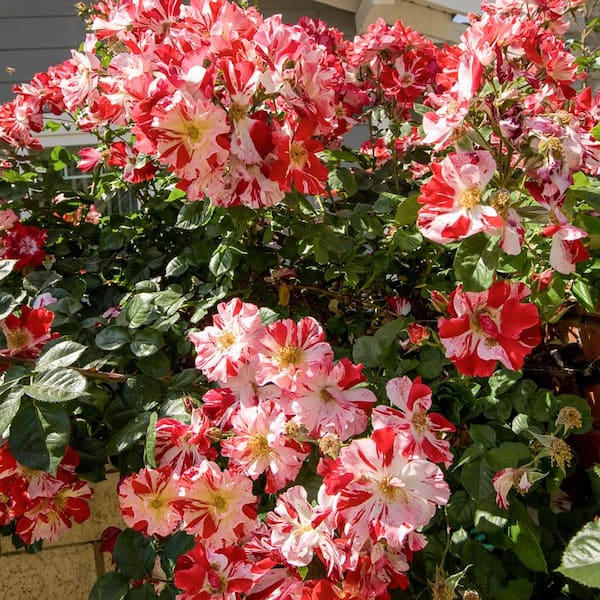 Fourth of July Climber Rose 3 Gallon Bush Plants Live Shrub Plant Healthy Roses 