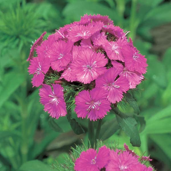 1 Qt. Blue and Purple Dianthus Plant