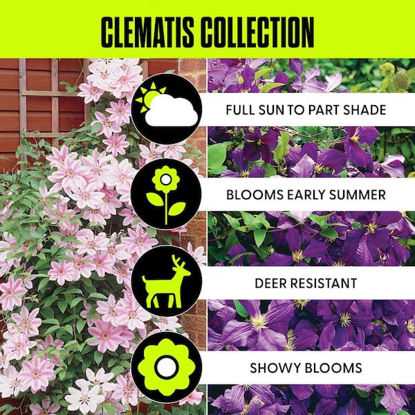 Clematis Collection 2 Varieties (Set of 2 Plants)