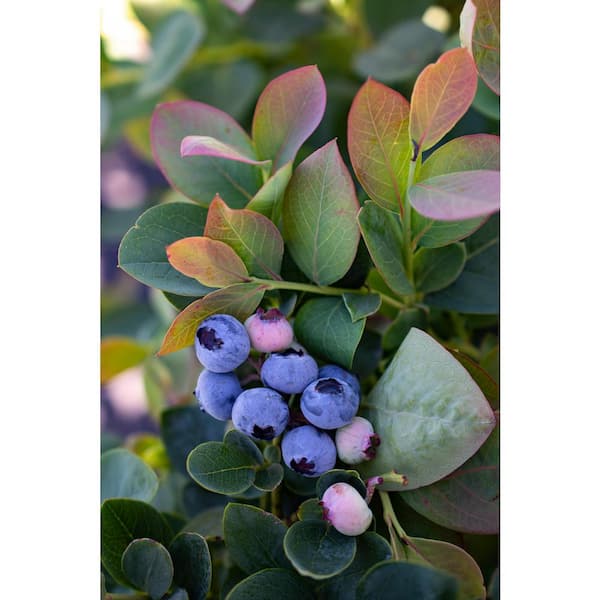 A Grade Blueberries - Jumbo size, Packaging Type: Carton