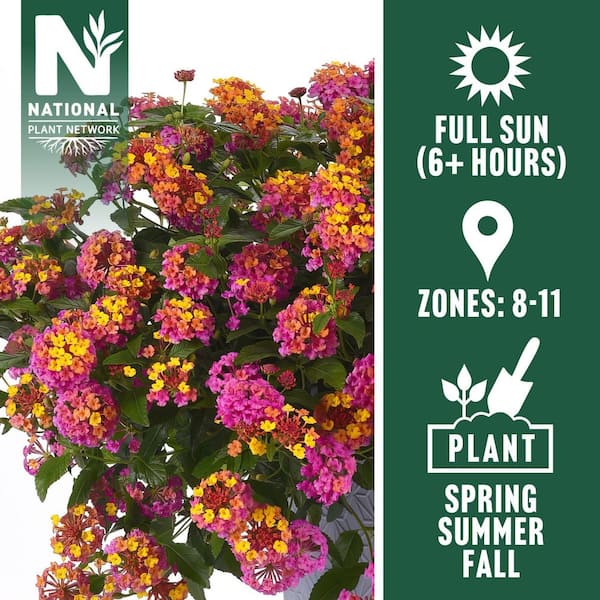 2.5 in. Lantana Bloomify Passion Fruit Plant (3-Pack)