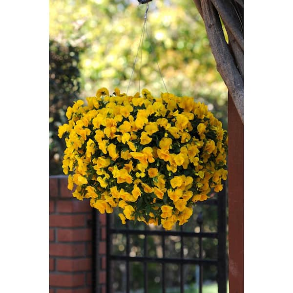 BELL NURSERY 4 in. Yellow Pansy Annual Live Plant, Yellow Flowers (6-Pack)
