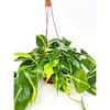 Philodendron Brasil (Philodendron Hederaceum) Plant 8 in. Hanging Basket