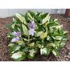 Online Orchards 1 gal. Loyalist Hosta Shrub with Pure White Leaf Centers and Creamy White Flowers (2-Pack) SBHO002