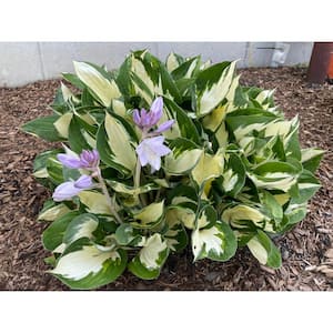 1 gal. Loyalist Hosta Shrub with Pure White Leaf Centers and Creamy White Flowers (2-Pack)