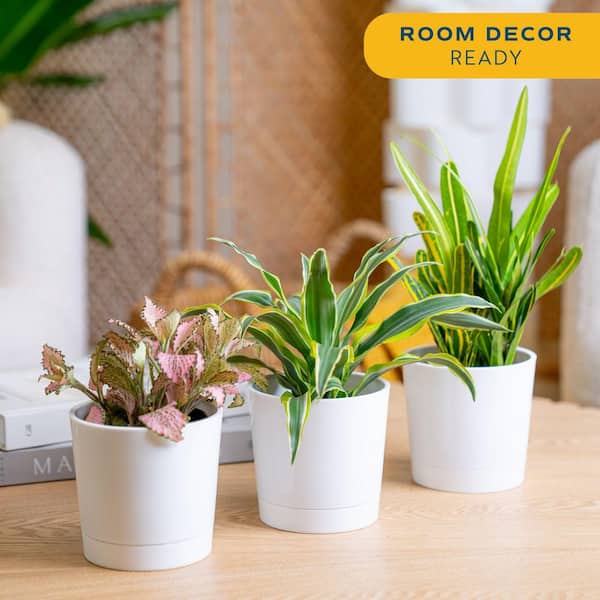 Exotic Angel Clean Air Indoor Houseplant Collection in 4 in. White Decor Pot, Avg. Shipping Height 10 in. Tall (3-Pack)