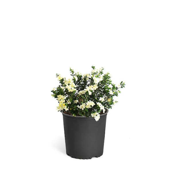 3 Gal. Radicans Gardenia Flowering Shrub with White Blooms