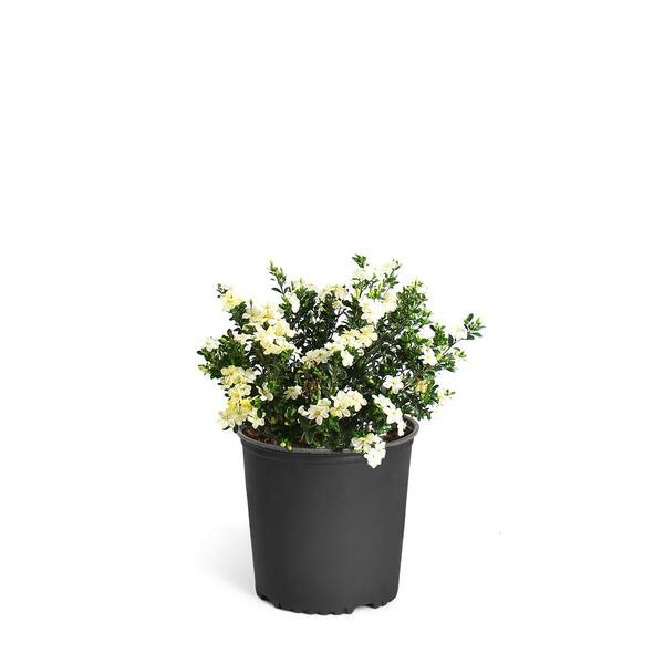 3 Gal. Radicans Gardenia Flowering Shrub with White Blooms