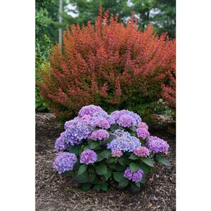 Hydrangea - Bushes - Outdoor Plants - The Home Depot