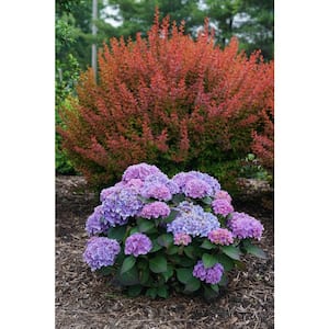 2 Gal. Let's Dance Rhythmic Blue Hydrangea Shrub with Blue and Pink Flowers