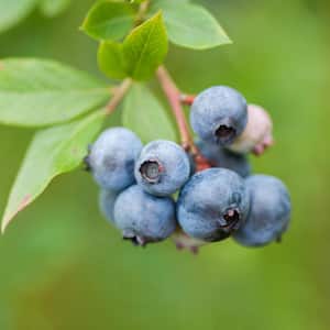 Bareroot Bushel and Berry Jelly Bean Blueberry Live Plant, Non-GMO (2-Pack)