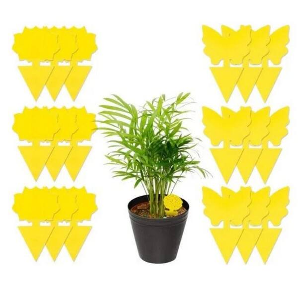 48 packages of sticky fruit fly traps and maggot traps for indoor and outdoor use Non-toxic and odorless