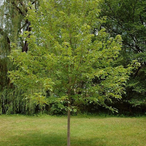 7 Gal. Autumn Blaze Maple Shade Tree