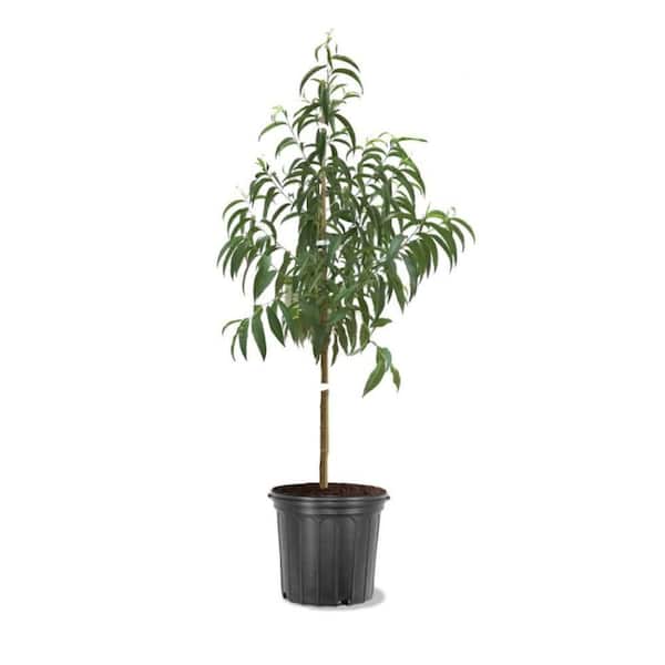 Unbranded 7 gal. Scarlet Prince Peach   Fruit Tree
