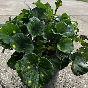 3 Gal. Firefly Spotted Leopard Plant Non-Flowering Shrub