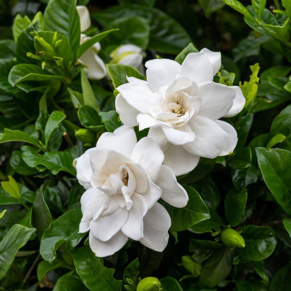2 Gallon White Gardenia Jubilation Shrub