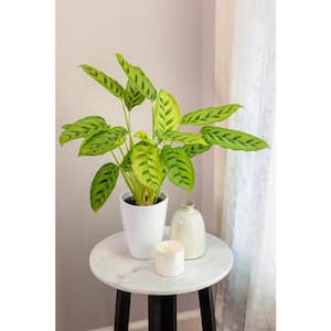7 in. PW Leafjoy Leopardina Calathea Live Indoor Plant in Seagrass Pot