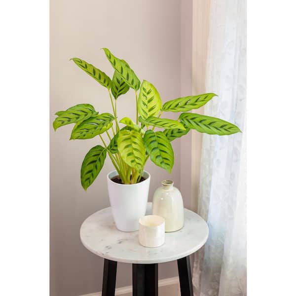PROVEN WINNERS 7 in. PW Leafjoy Leopardina Calathea Live Indoor Plant in Seagrass Pot