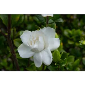 2 Gal. Echo Swan Queen Gardenia, Live Evergreen Shrub, White Fragrant Blooms